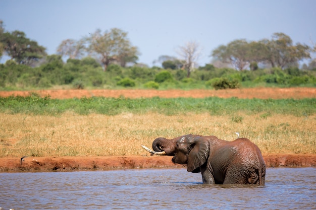 Un elefante en el abrevadero de la sabana de Kenia