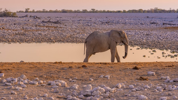 Elefante acercándose a un pozo de agua en el Parque Nacional de Etosha en Namibia en África.