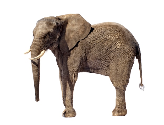 Elefante africano aislado