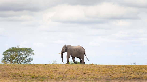 Elefante africano andando à distância