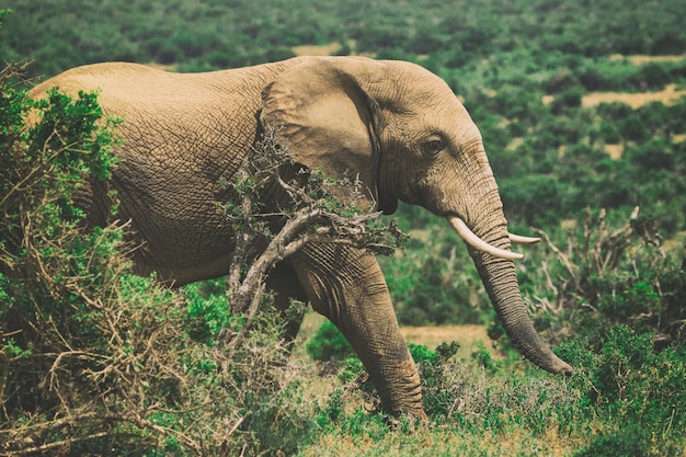 Elefante africano en arbustos vista cercana en el Parque Nacional Addo, Sudáfrica