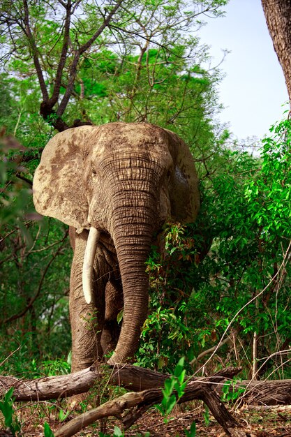 Elefante africano en el bosque, el Parque Nacional Mole, Ghana