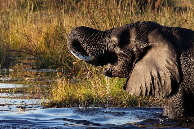 Elefante Africano Botsuana
