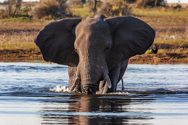 Elefante Africano Botswana