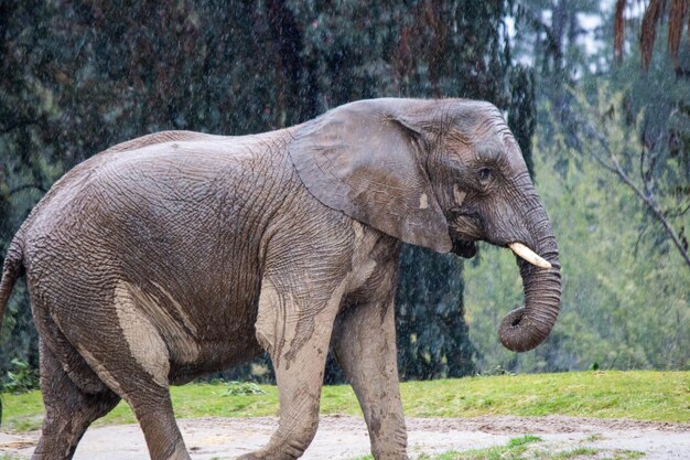 Elefante africano caminando bajo la lluvia