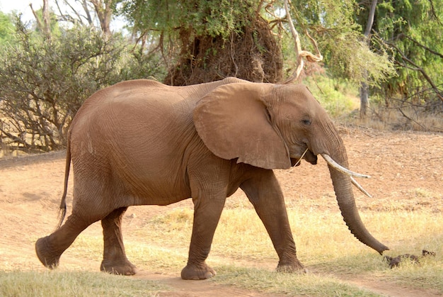 Elefante africano caminando