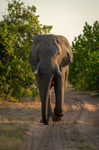 Foto elefante africano caminha em direção à câmera na pista