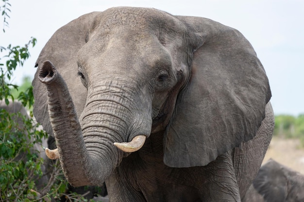 Elefante africano Chobe National Park Botswana