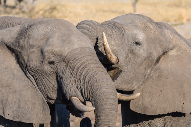 Elefante africano close-up, bebendo. Safari da vida selvagem no Parque Nacional Chobe, destino de viagem em Botswana, África.