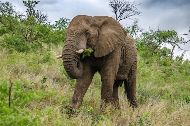 Elefante africano comendo plantas na savana