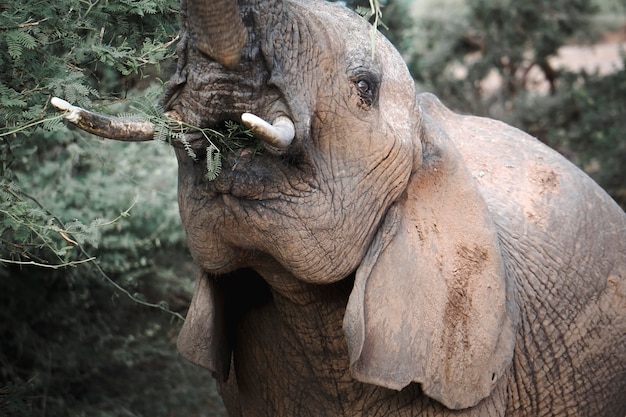 Elefante africano comiendo en una reserva natural de Kenia