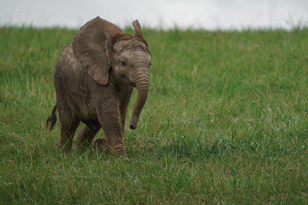 Elefante africano da floresta