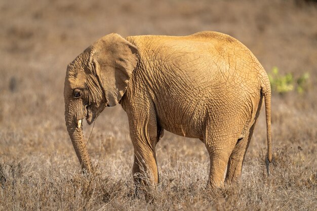 Foto elefante africano de arbusto de pé com a cabeça abaixada