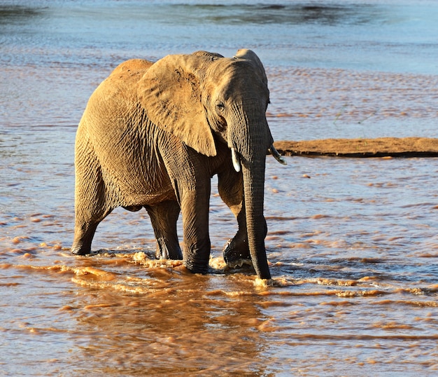 Elefante africano em seu habitat natural. quênia.