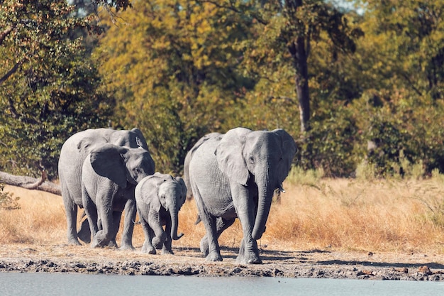 Foto elefante africano em um poço de água áfrica safari vida selvagem