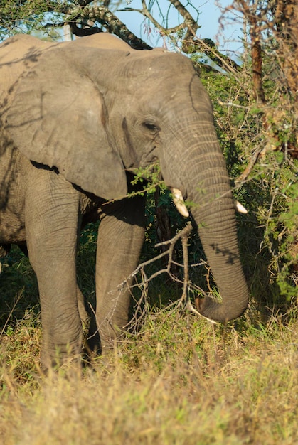 Elefante africano Kruger National Park África do Sul