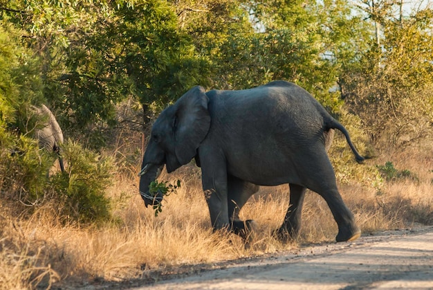 Elefante africano Kruger National Park África do Sul