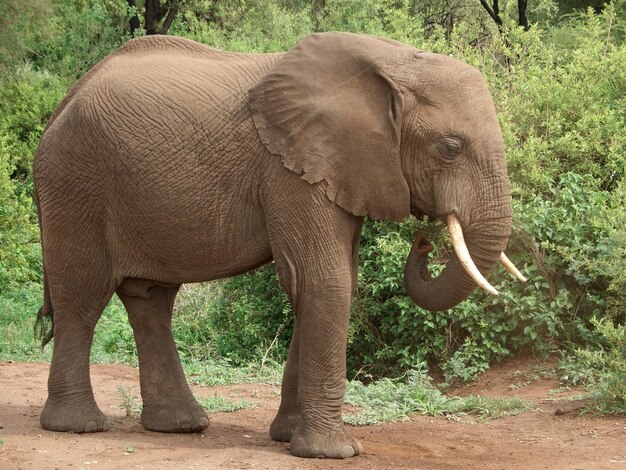 Elefante africano hacia los lados