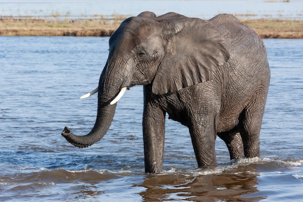 Elefante Africano Loxodonta africana Botswana