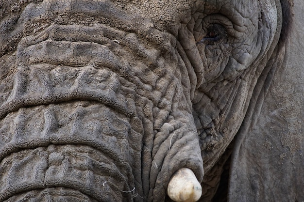 Elefante africano (Loxodonta)