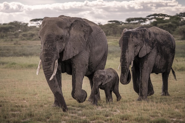 Elefante africano Loxodonta