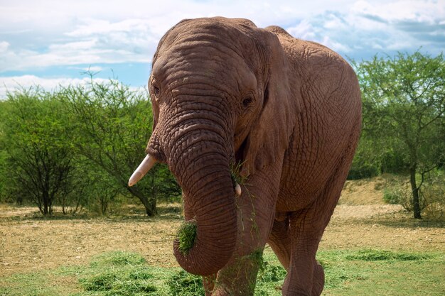 Elefante africano nas pastagens do Parque Nacional de Etosha, Namíbia.