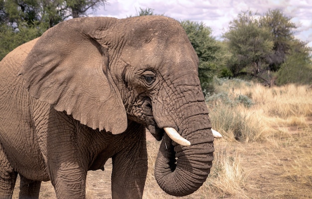 Elefante africano nas pastagens do Parque Nacional de Etosha, Namíbia.