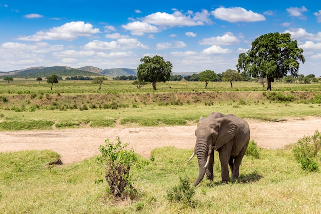 Elefante africano en el Parque Nacional Masai Mara. Kenia, África.