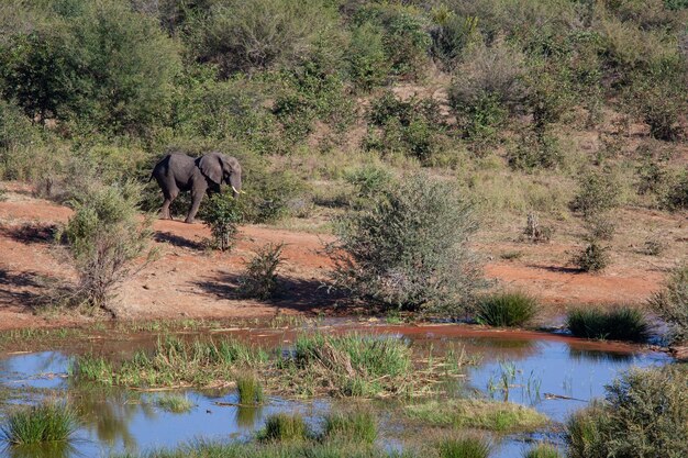 Elefante africano perto de um poço de água no Zimbábue