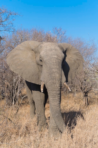 Elefante africano de sabana Loxodonta africana República Kruger de Sudáfrica