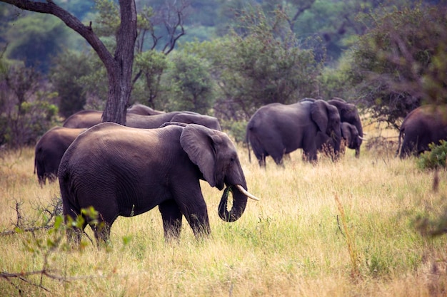 Elefante africano de sabana en el parque nacional Kruger Sudáfrica