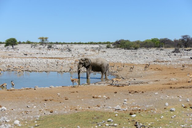 Elefante africano salvaje en el abrevadero de la sabana