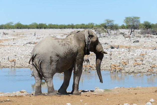 Elefante africano salvaje en el abrevadero de la sabana