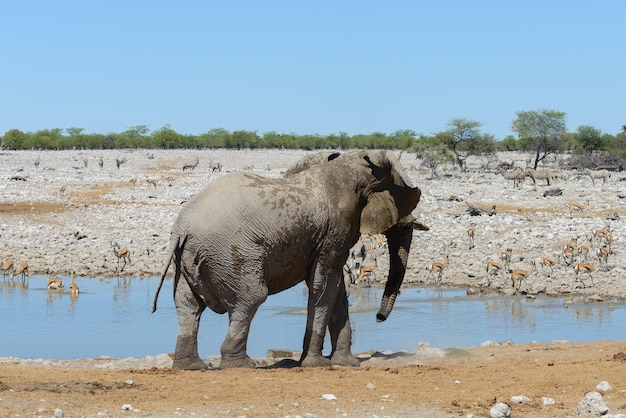 Elefante africano salvaje en el abrevadero de la sabana