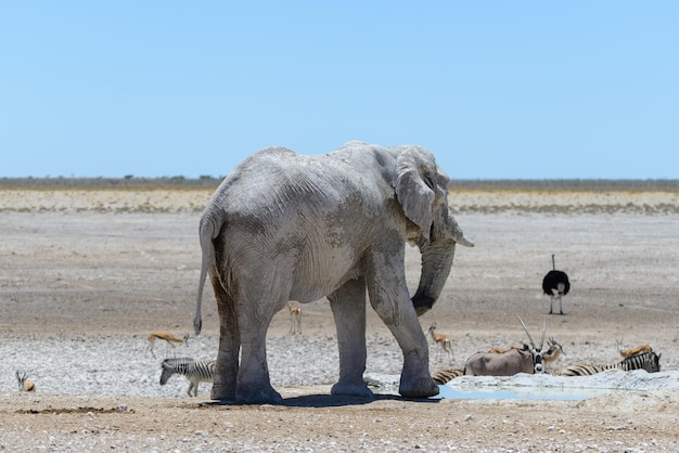 Elefante africano salvaje en el abrevadero de la sabana