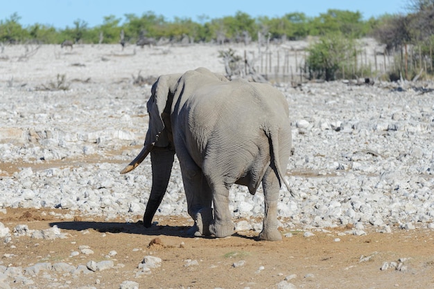 Elefante africano selvagem andando na savana