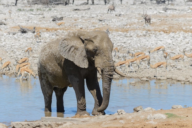 Elefante africano selvagem no poço na savana