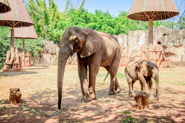 Elefante africano y su bebé