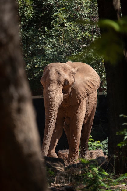 Elefante africano en el zoológico