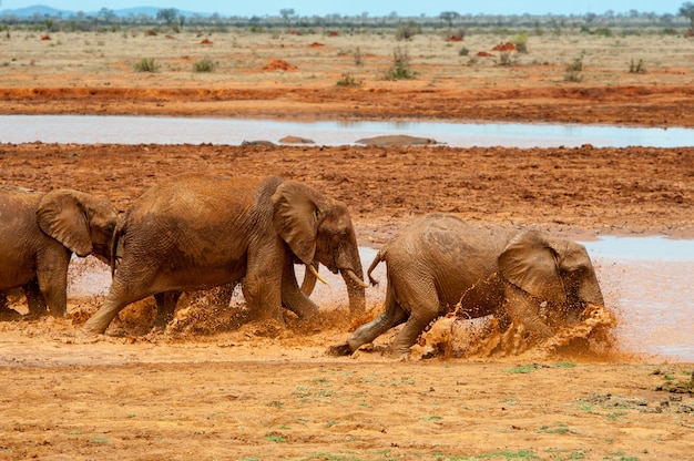 Elefante en el agua. Parque Nacional de Kenia, África