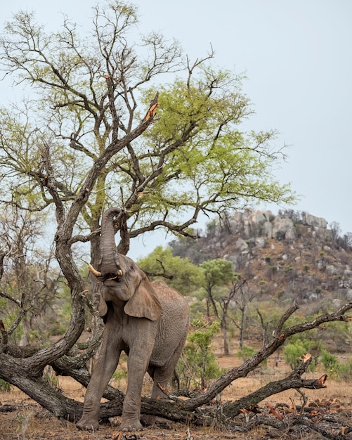 Elefante alimentándose en las ramas de un árbol