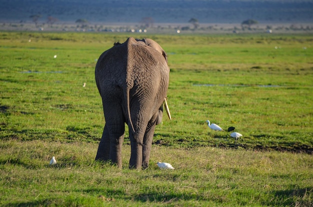 Elefante ambulante visto por trás do parque nacional amboseli quênia áfrica