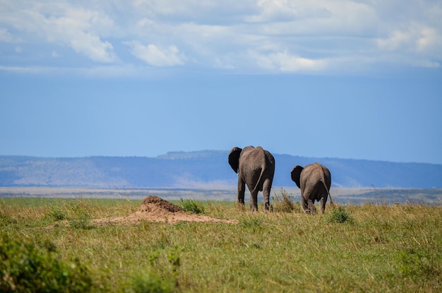 Elefante andando visto por trás de Masai Mara Kenya África