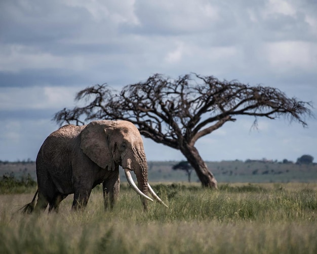 Foto elefante animal natureza mamífero selva