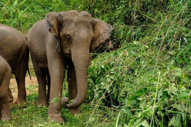 Elefante asia en el bosque