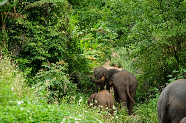 Elefante, ásia, em, floresta