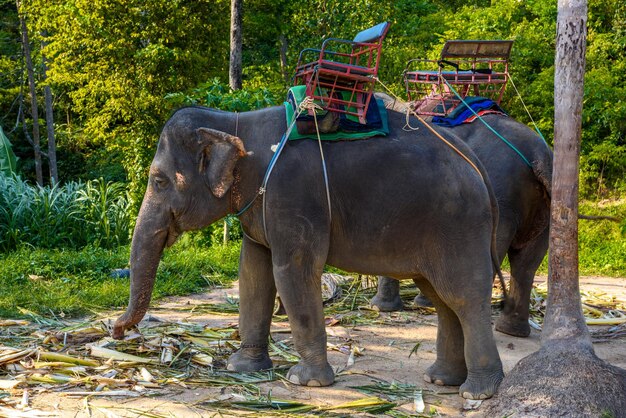 Elefante asiático asiático tailandês koh phangan ilha suratthani tha