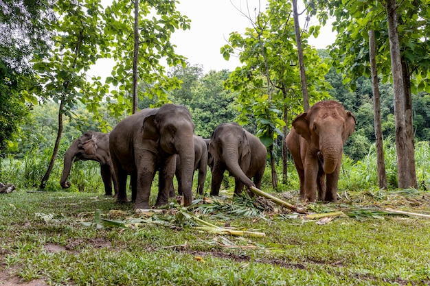 El elefante asiático disfruta comiendo en el parque natural, Tailandia