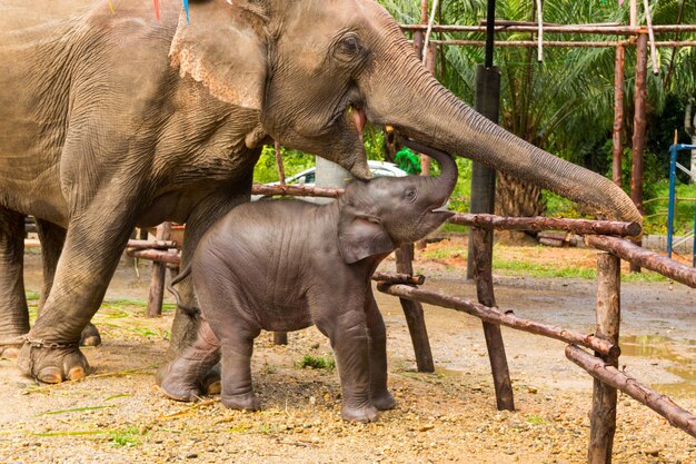 Elefante asiático domesticado madre y bebé