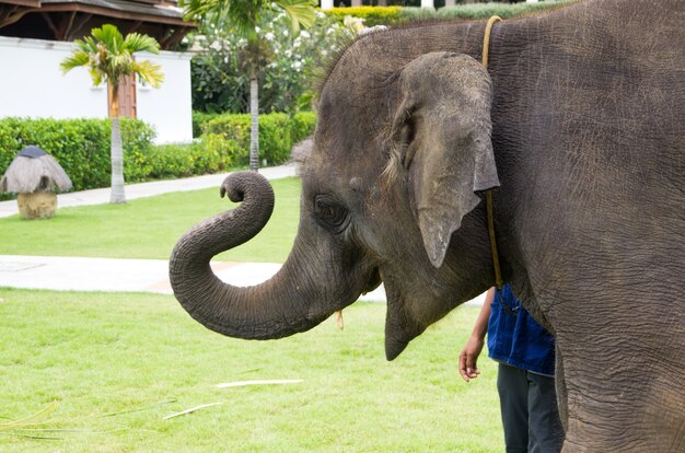 Elefante asiático em jardim verde